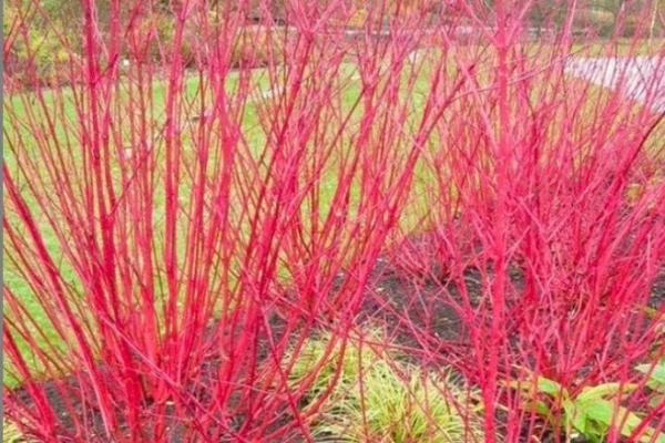 Autumnal Gardening Trend