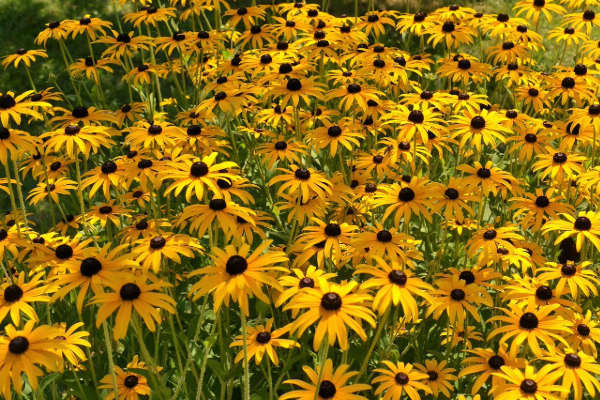 Rudbeckia 