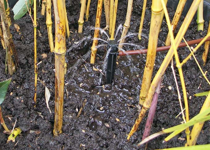 irrigation