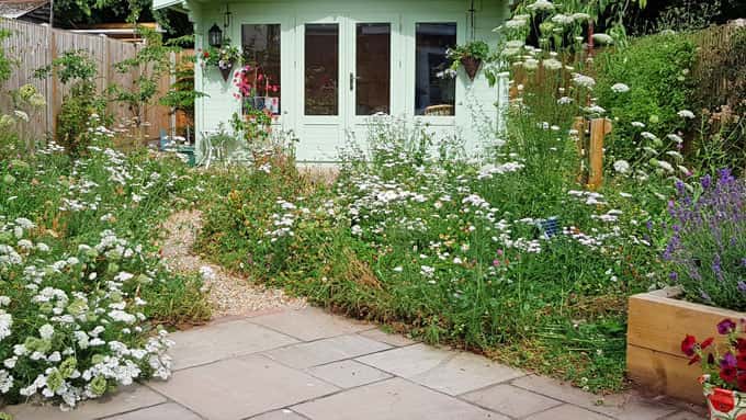 wildflower turf