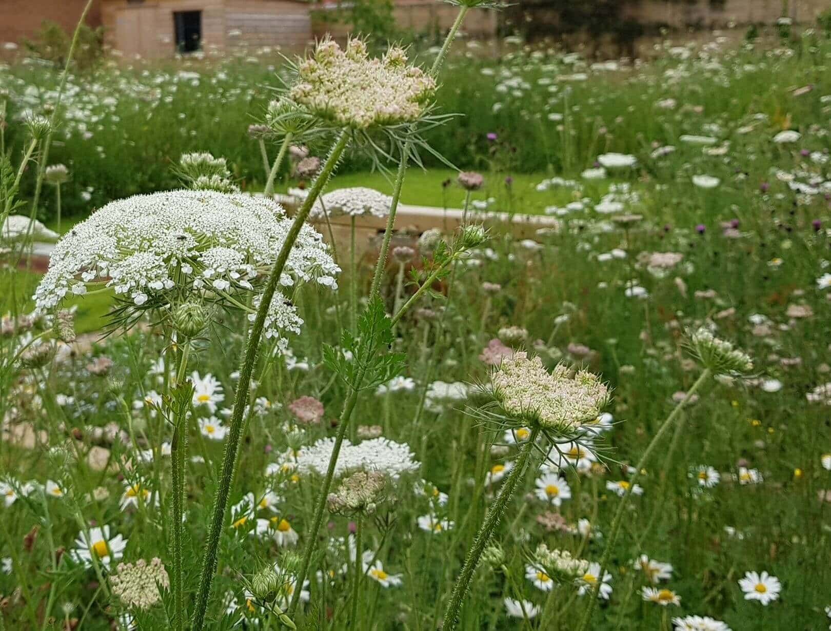 New Build Garden ideas