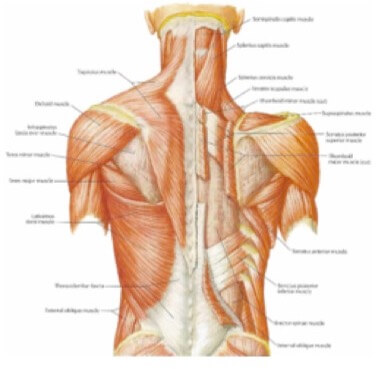 Neck and Back muscle joints