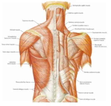 Neck and Back muscle joints