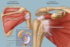 the shoulder complex