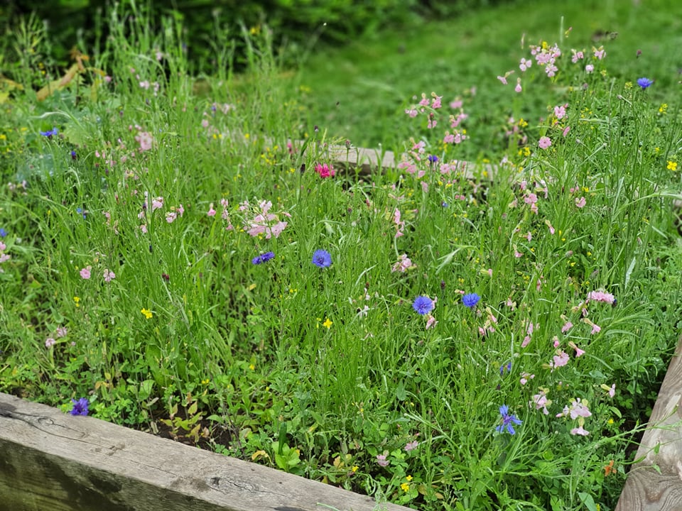 Wildflowers