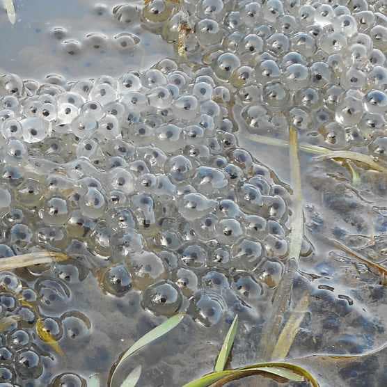 Tadpoles