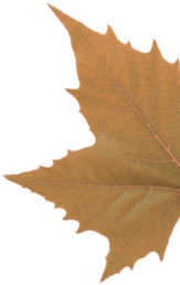 Leaf