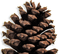 Pine cone