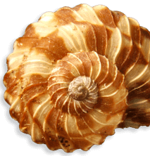 Spiral shell