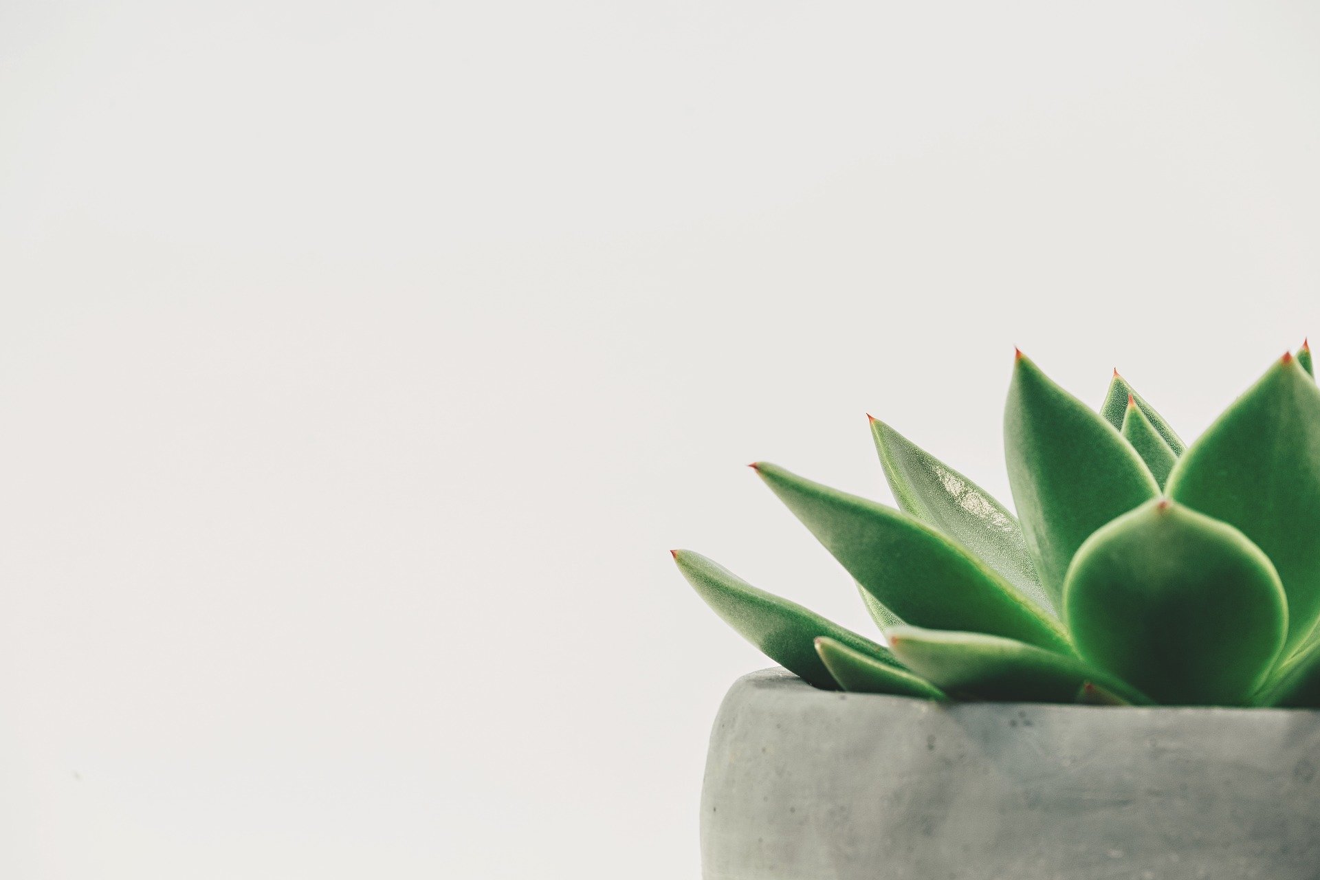 Curious about plants