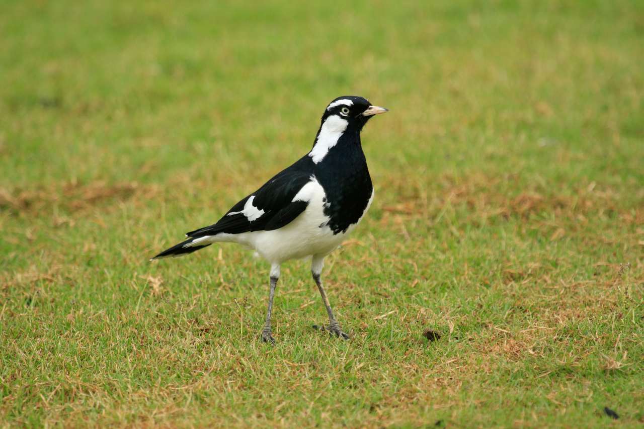 magpie on grass