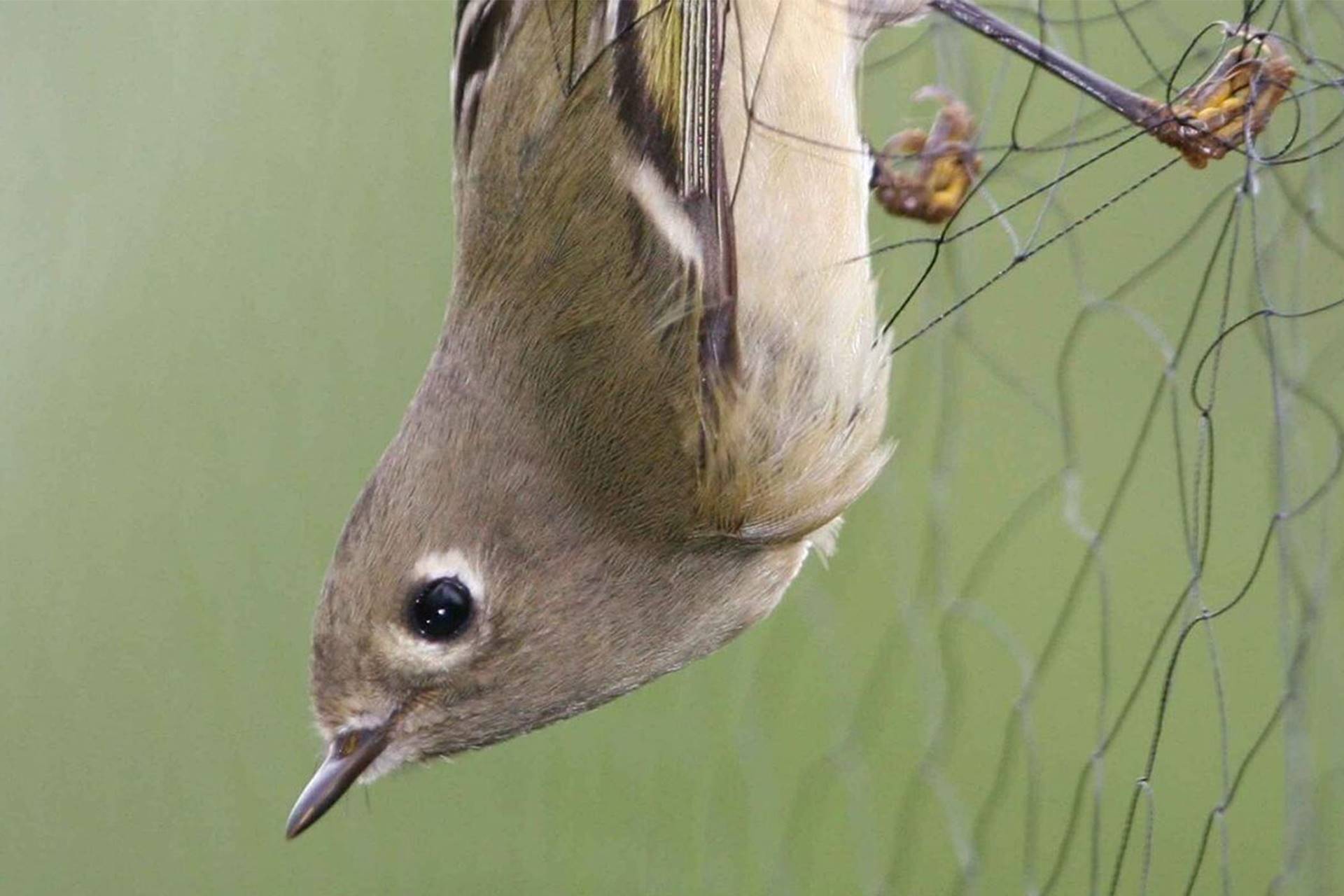 Netted bird