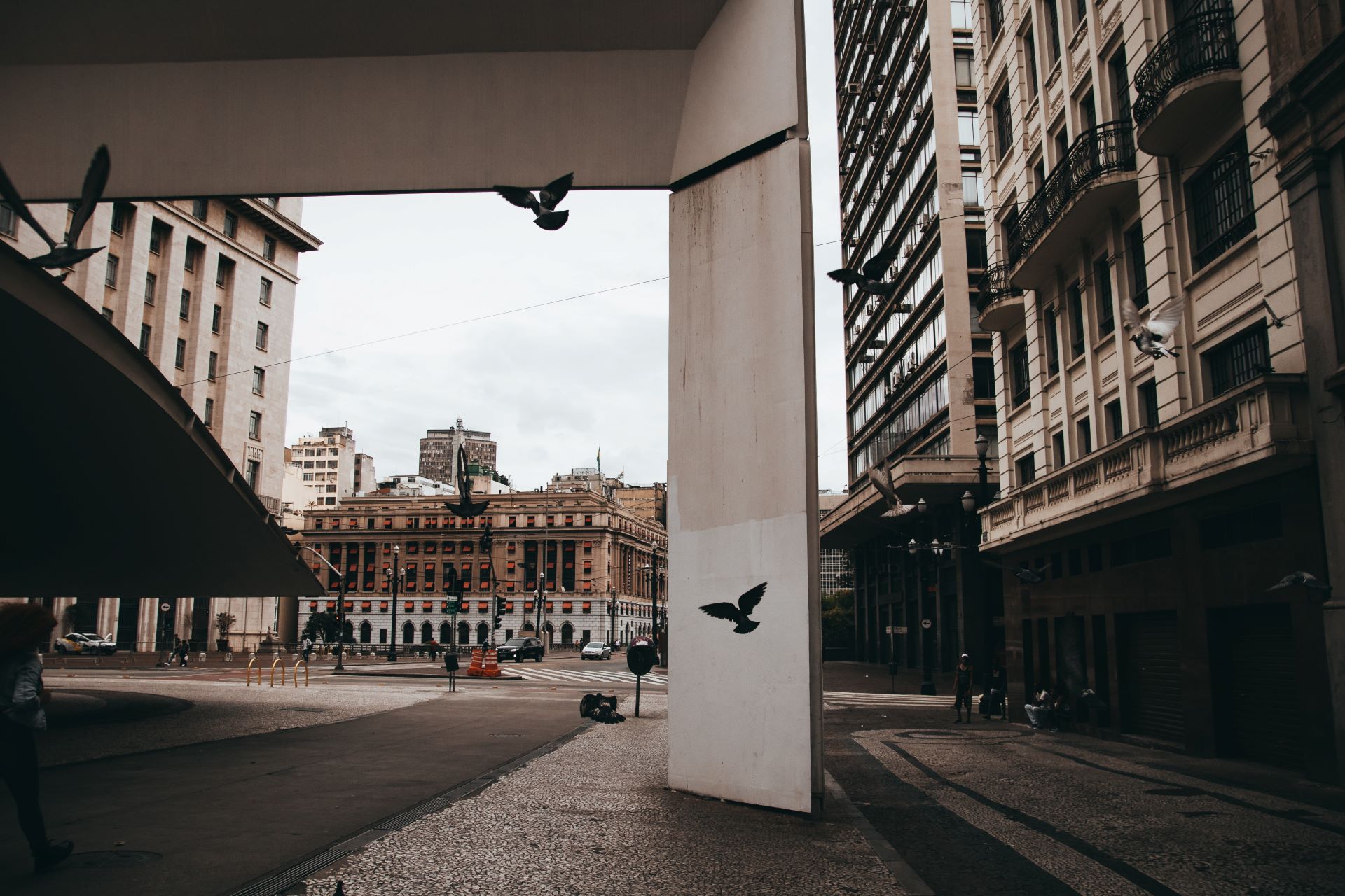 Picture of Town and City Bird Control