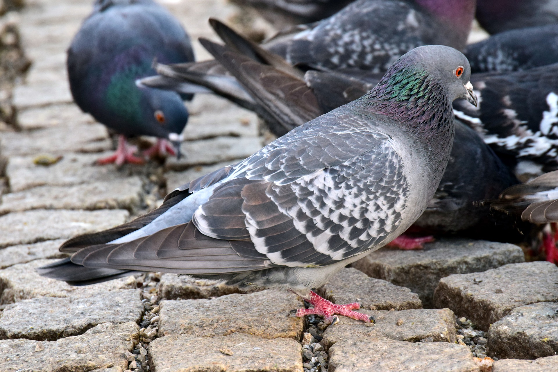 Picture of Town and City Bird Control