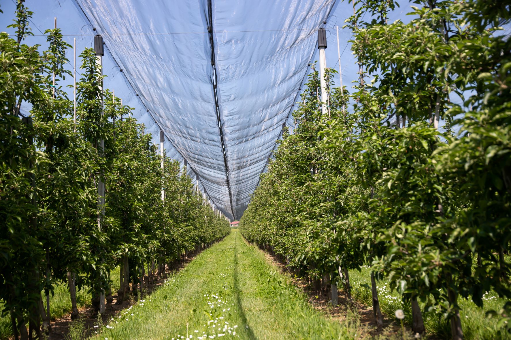 Insect Nets Garden Nets Vegetable Field Fine Nets Crop Protection