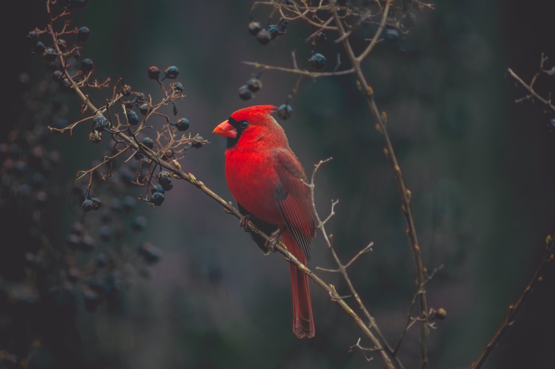 Picture of Town and City Bird Control