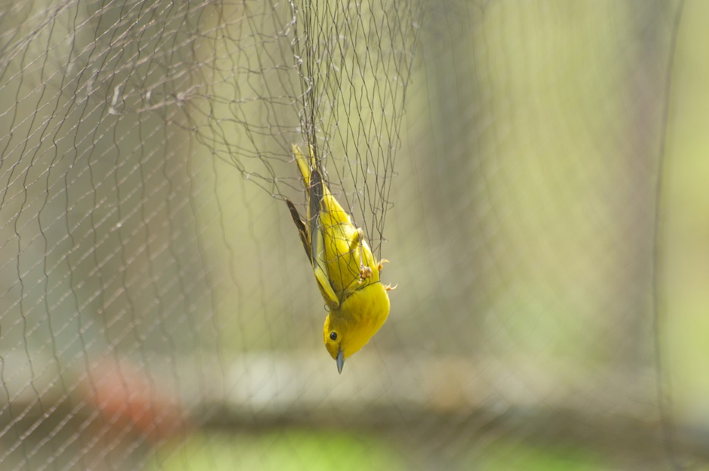 A yellow warbler caught in a bird net