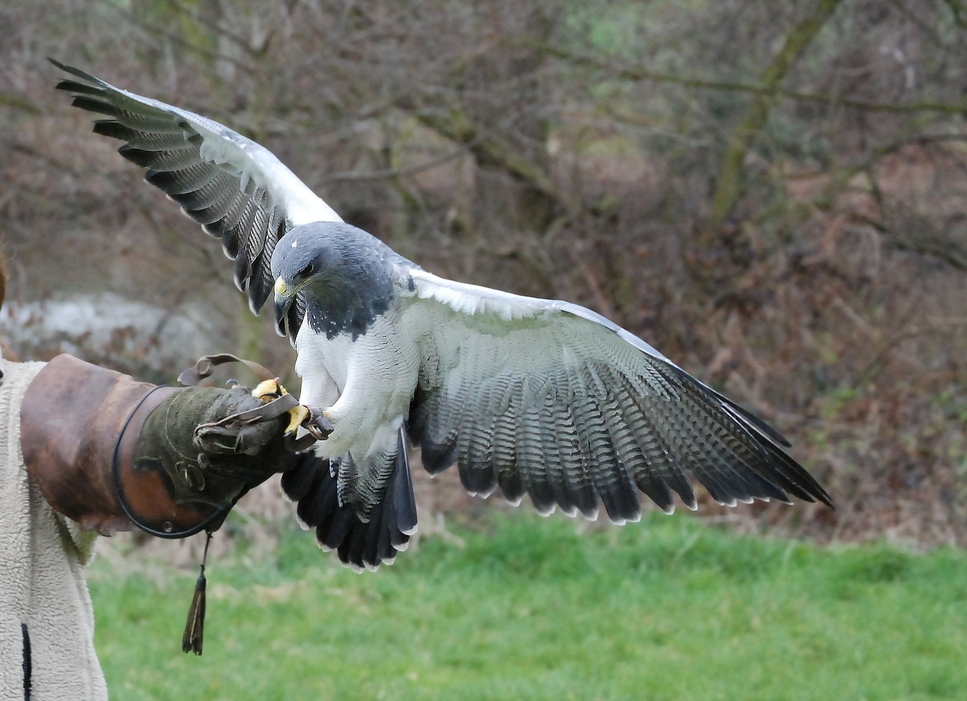 Picture of Town and City Bird Control