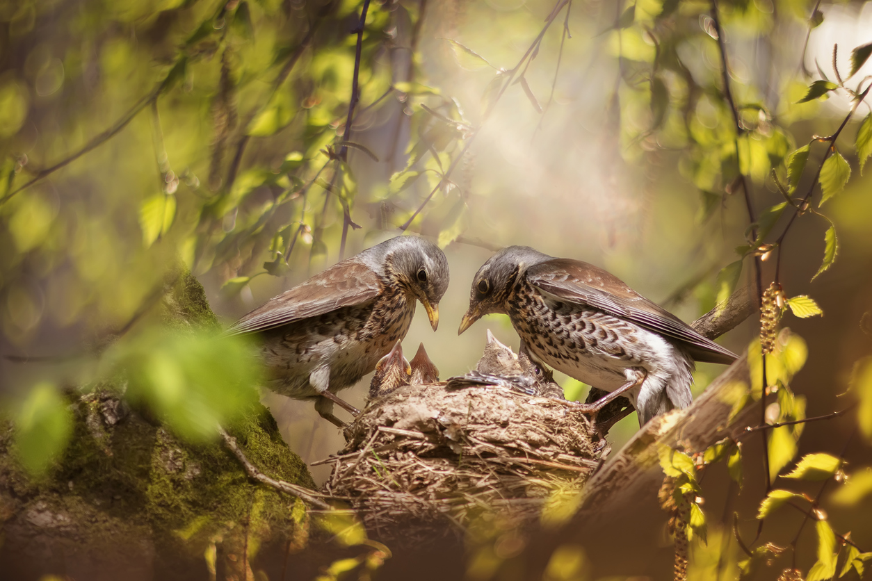 Picture of Town and City Bird Control