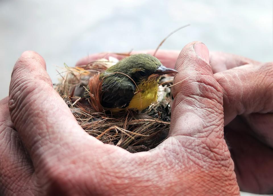 How to Remove a Bird Nest Safely and Legally