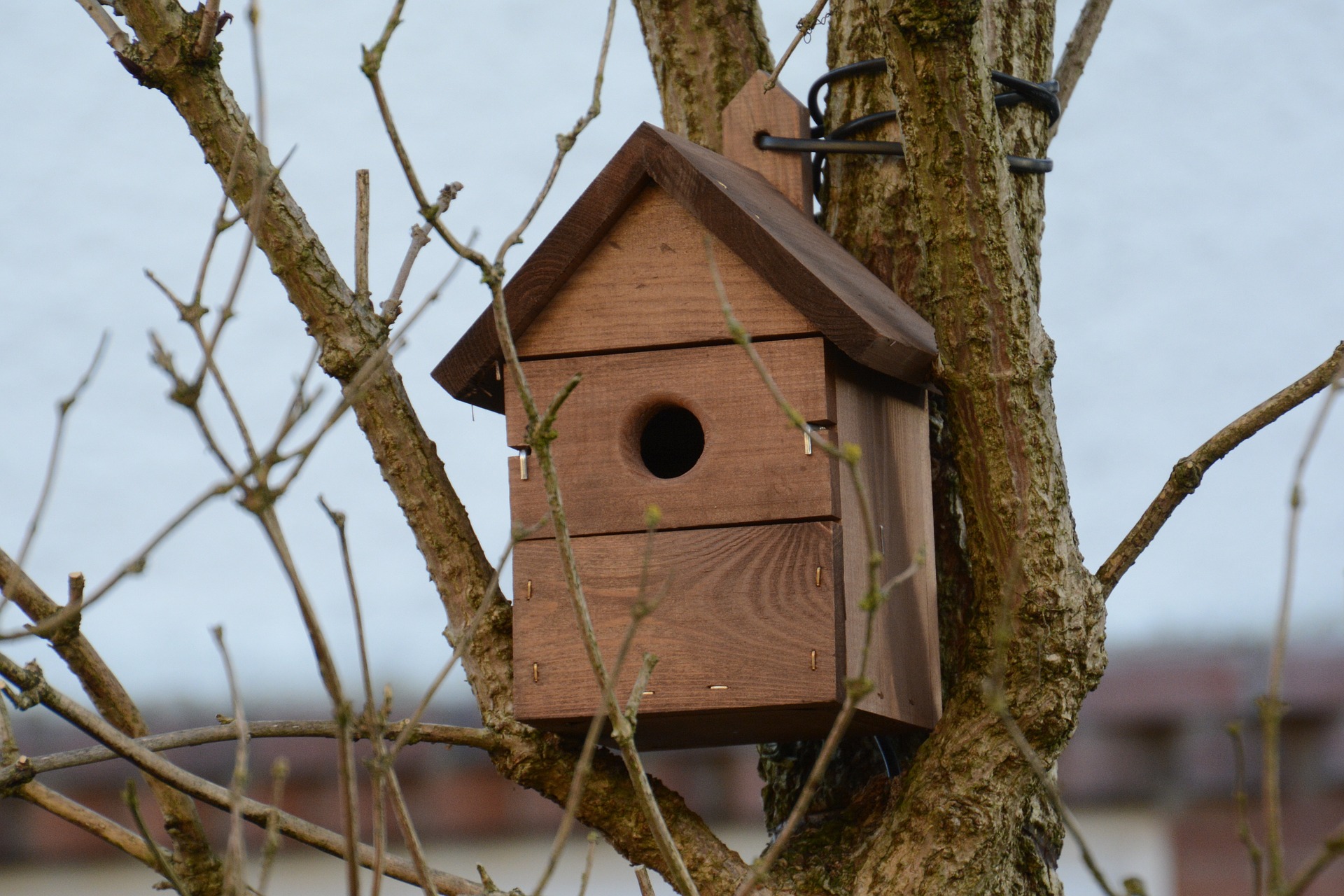 Picture of Town and City Bird Control