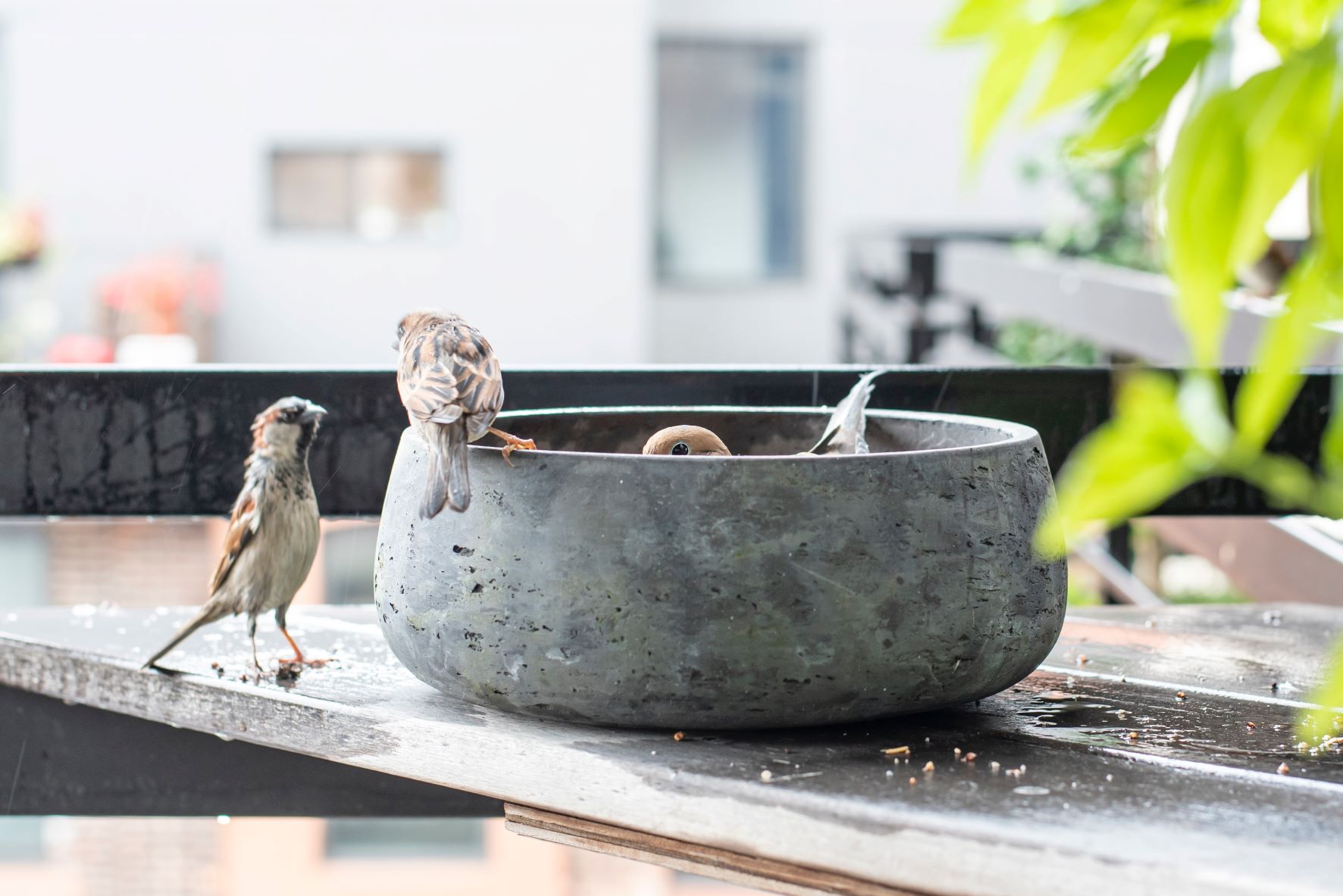 How to Keep Pigeons Off Your Balcony - Pest Detective