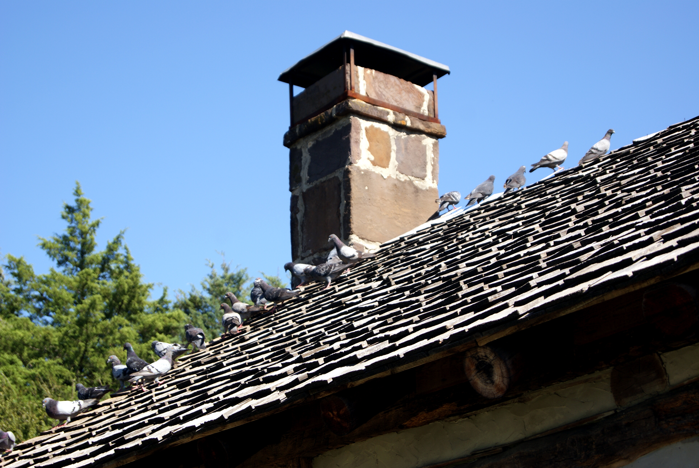 Picture of Town and City Bird Control