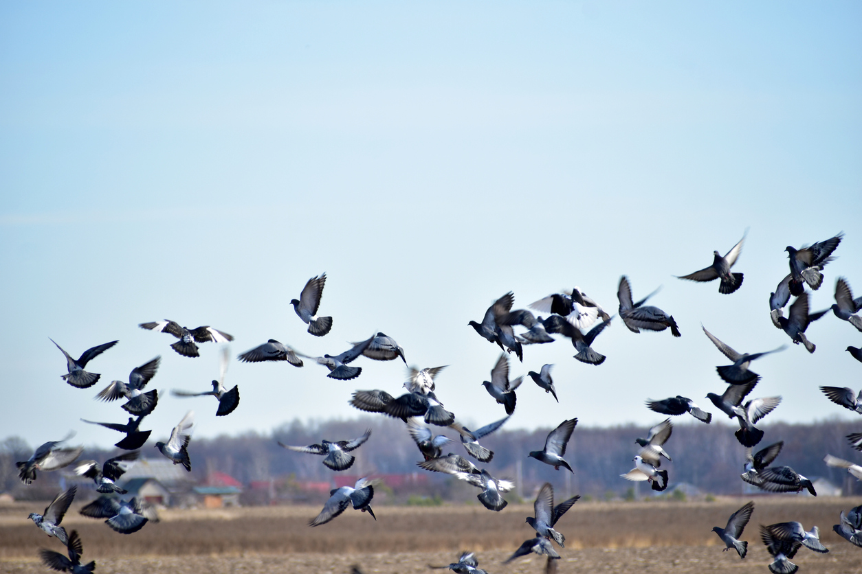 Picture of Town and City Bird Control