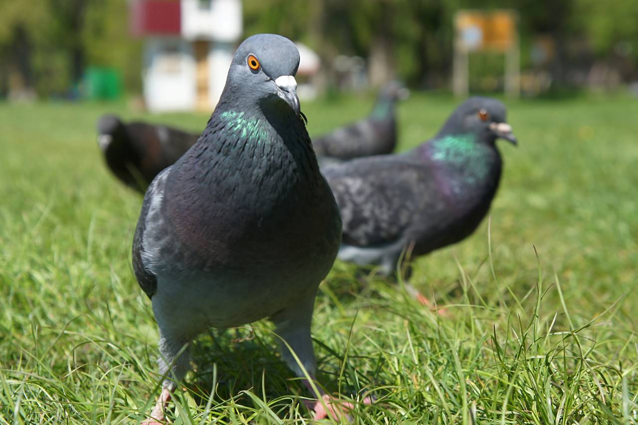 close up shot of pigeons on grass