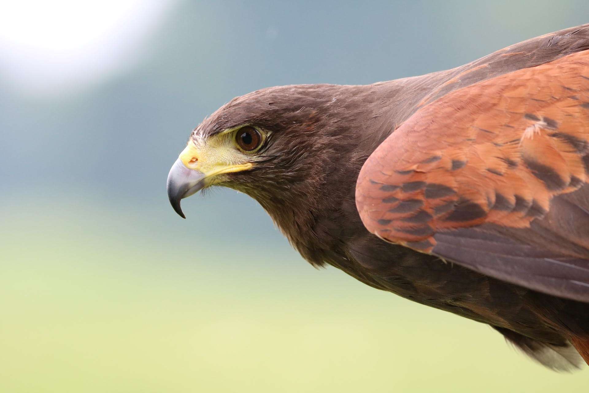 close up picture of a brown hawk