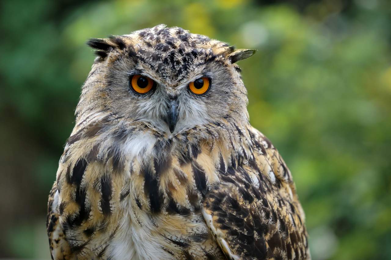 close up shot of an eagle-owl