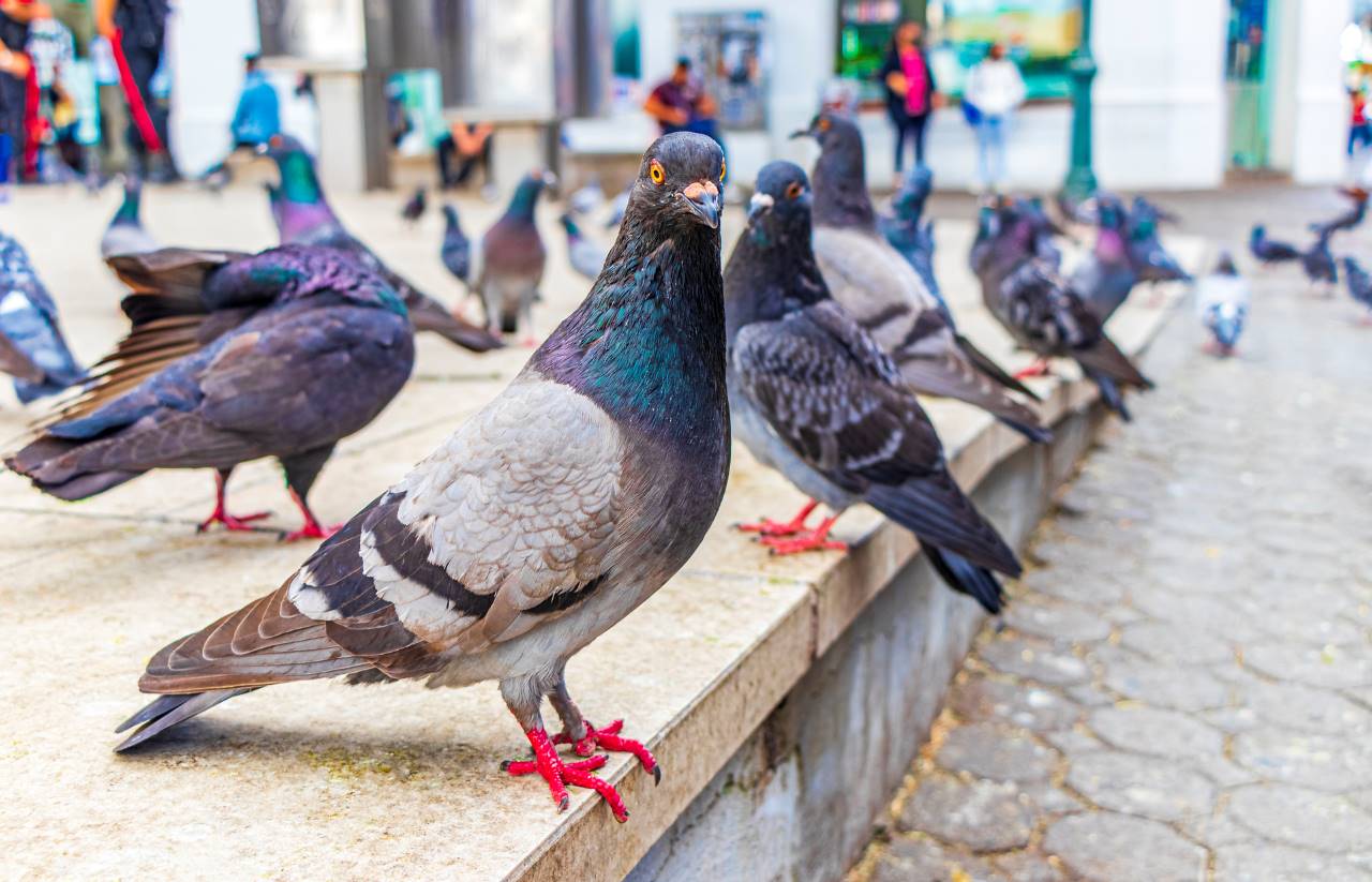 pigeons in the city