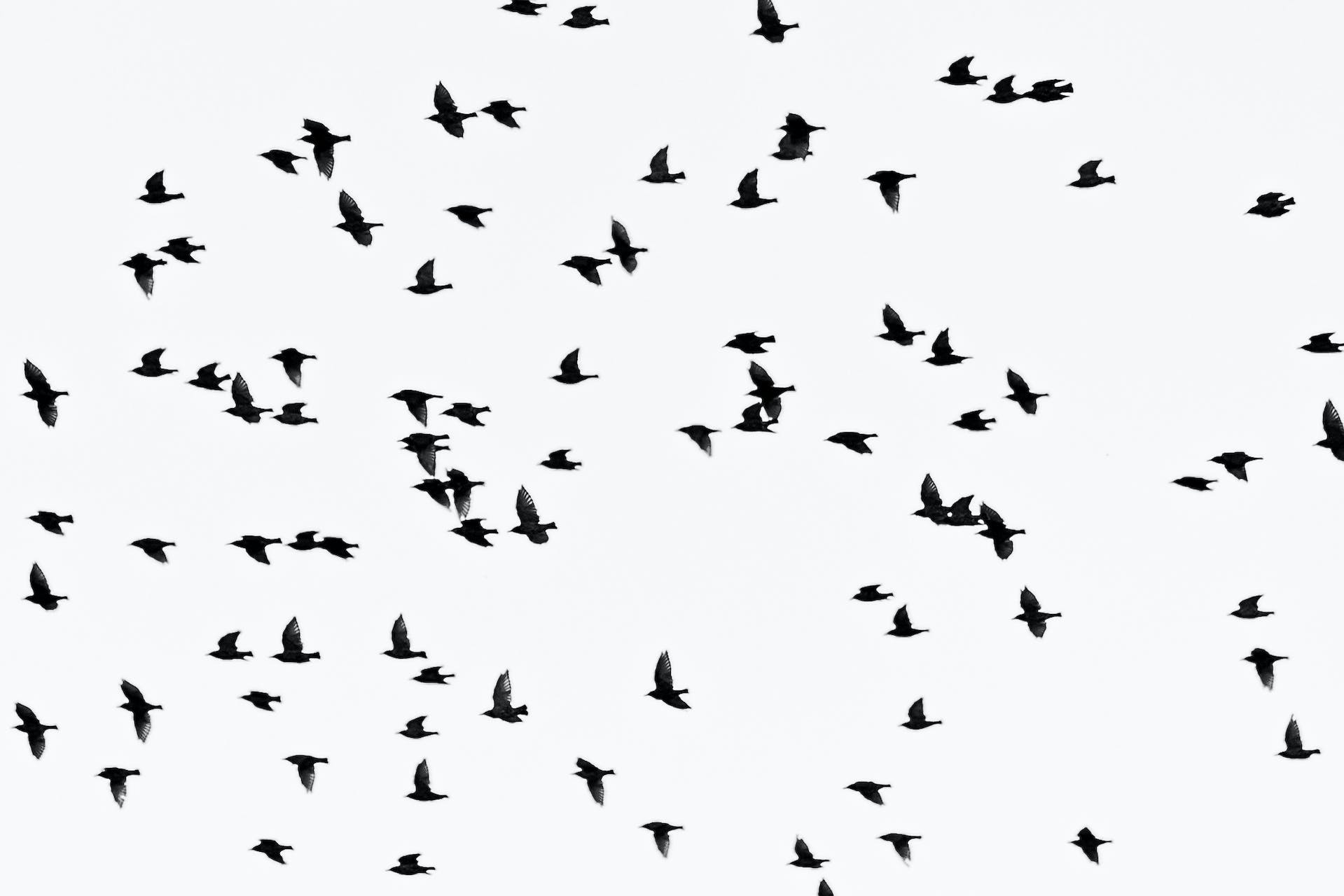 flock of birds flying