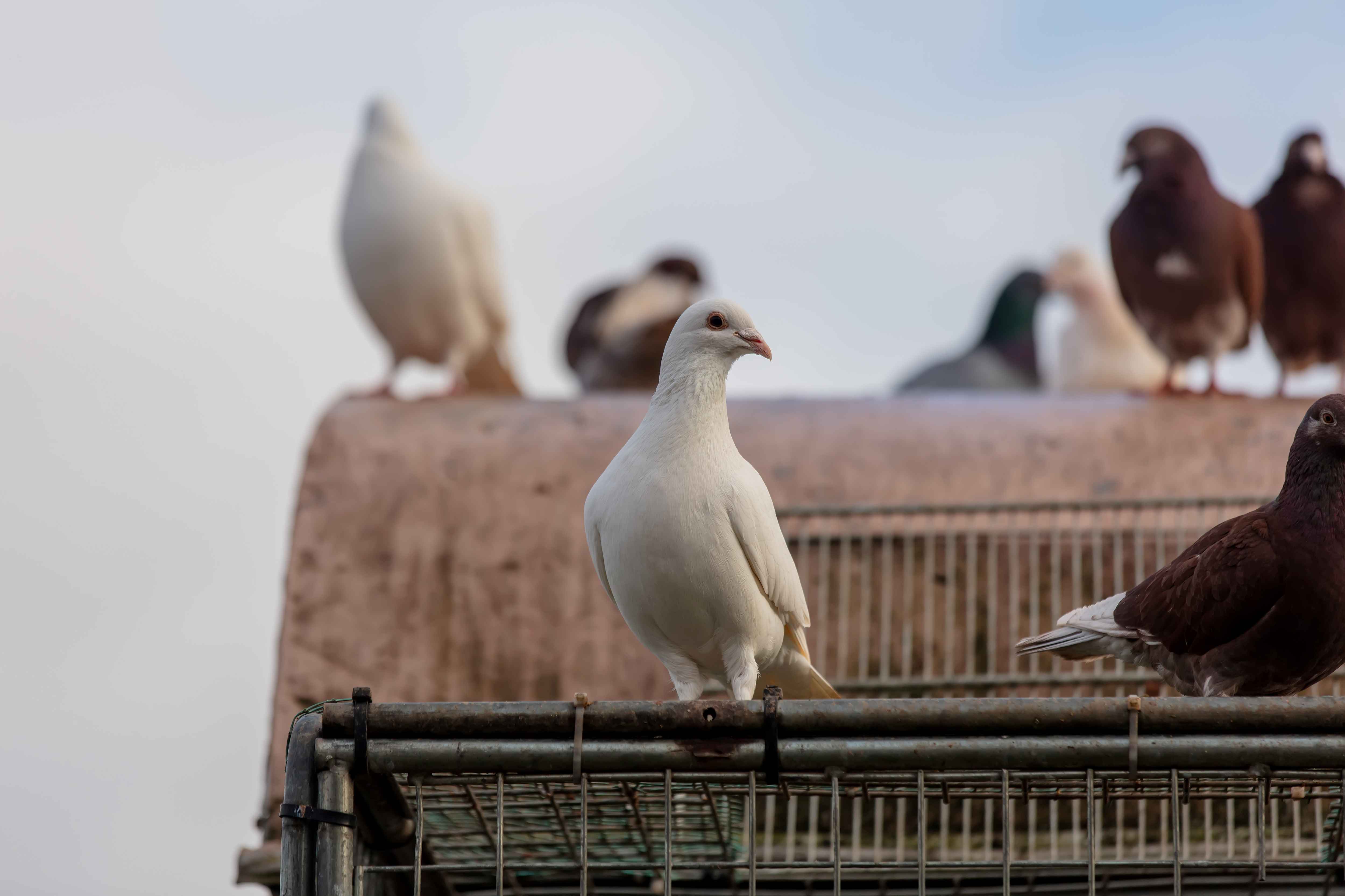 Group of carrier pigeons on the roof