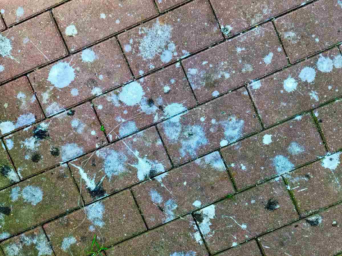 Picture of Town and City Bird Control