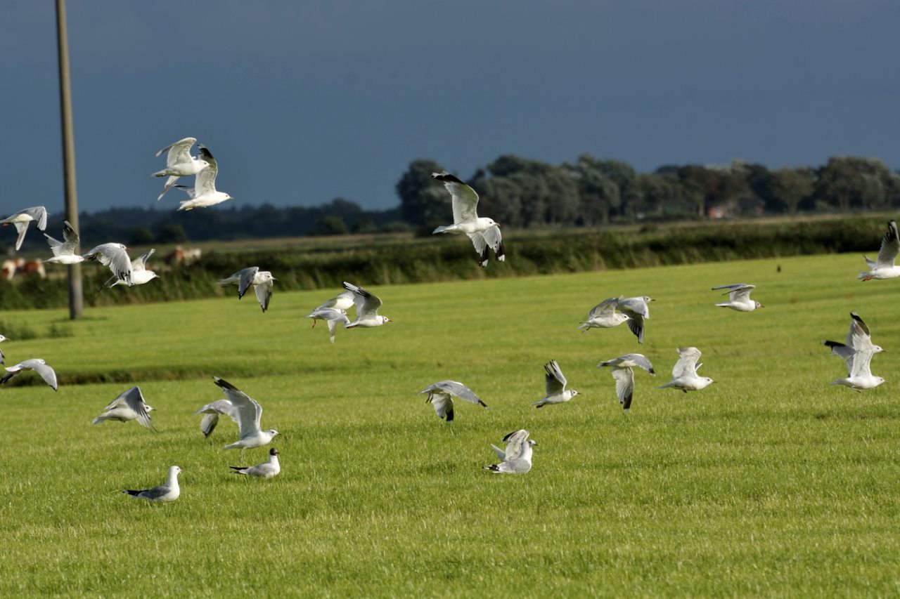 Picture of Town and City Bird Control