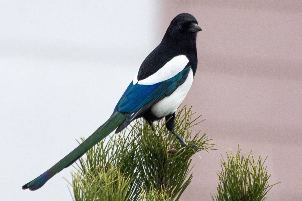 Picture of Town and City Bird Control