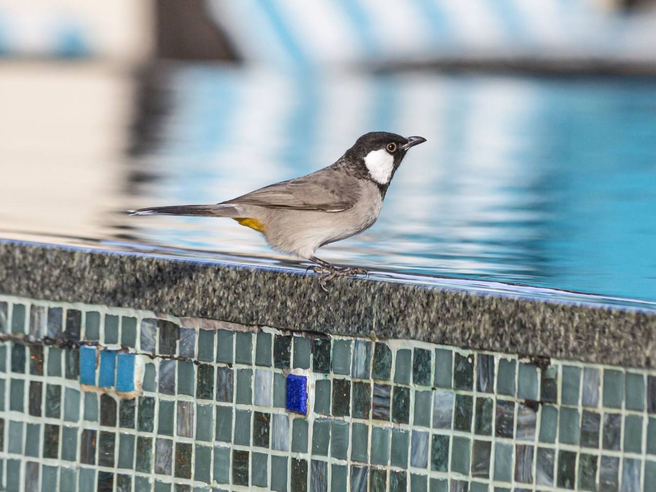 bird hanging around pool
