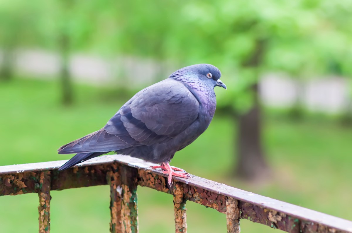 Pigeon bird on the old balcony