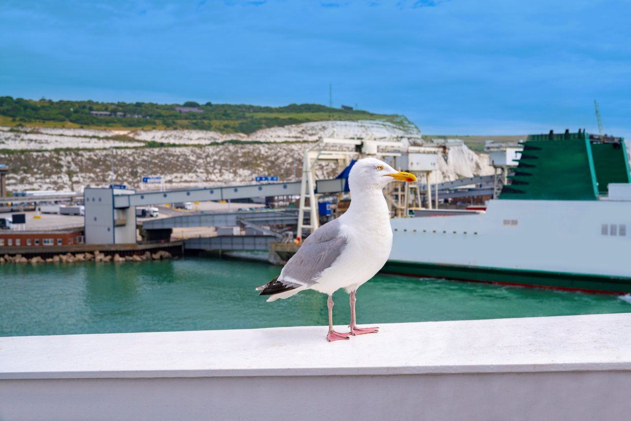 seagull hanging around in dover harbour 