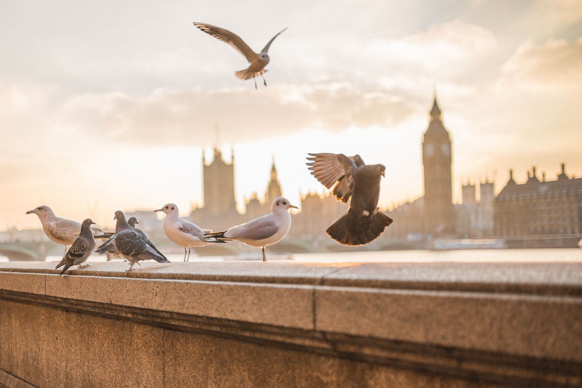 Picture of Town and City Bird Control