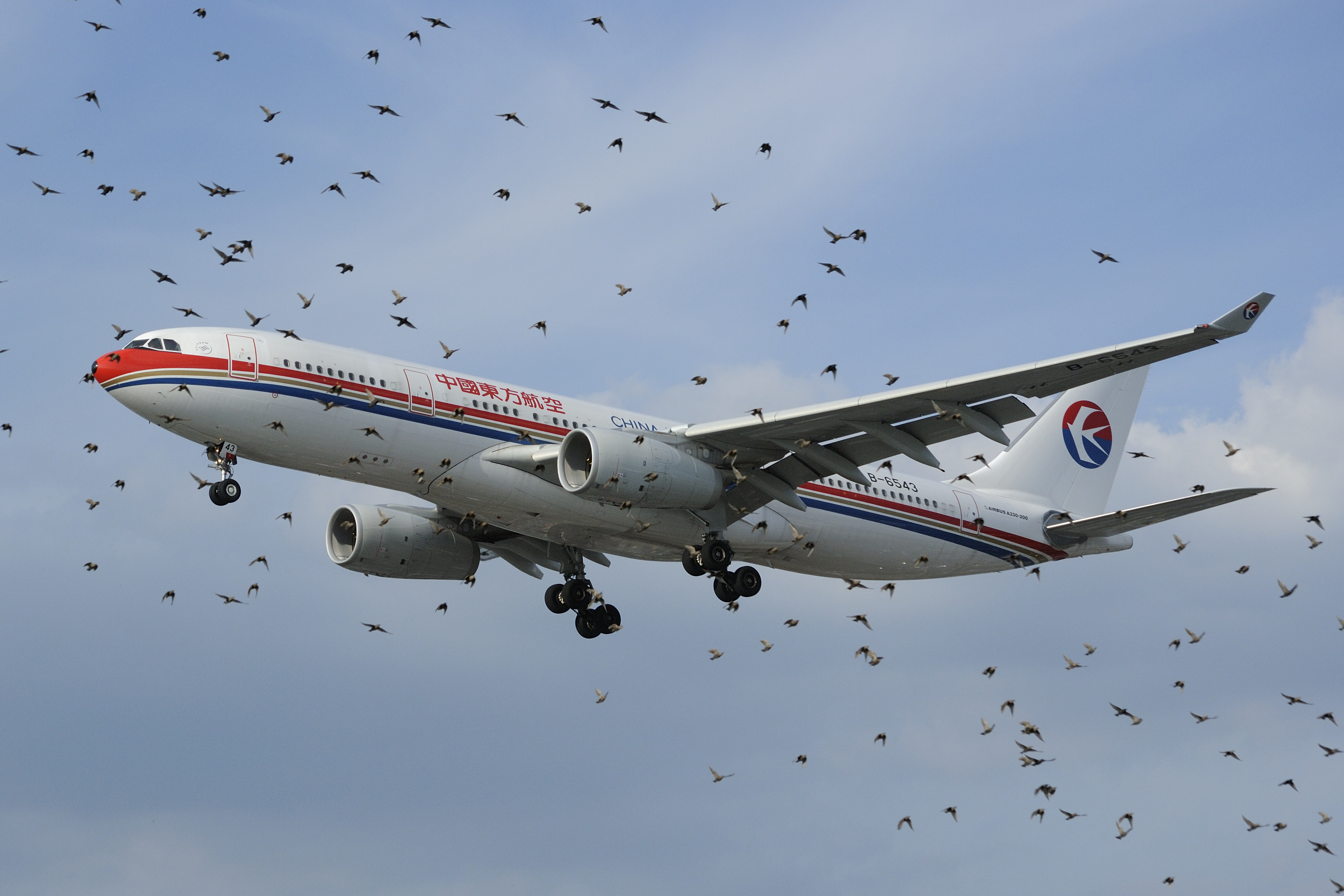 bird scaring services at airports