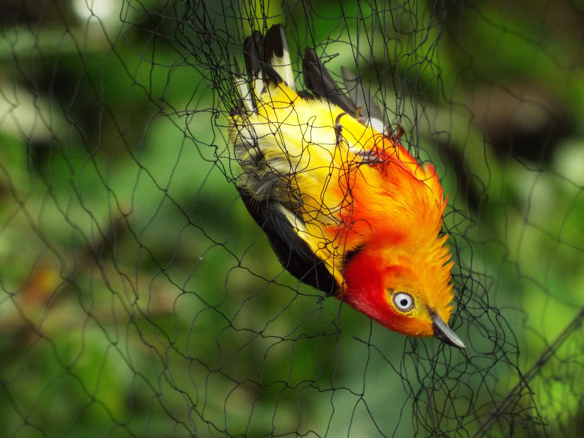 Picture of Town and City Bird Control