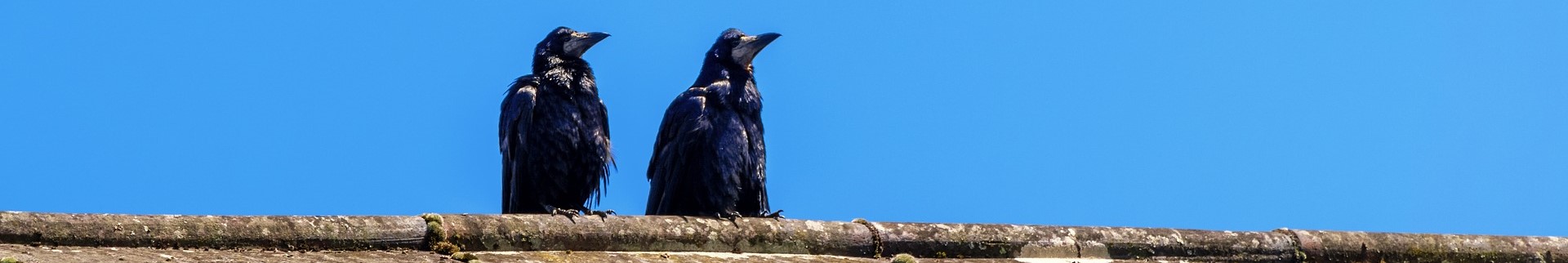 Picture of Town and City Bird Control