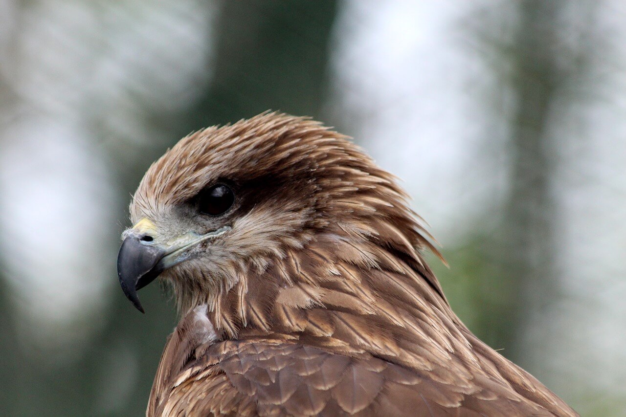 Picture of Town and City Bird Control