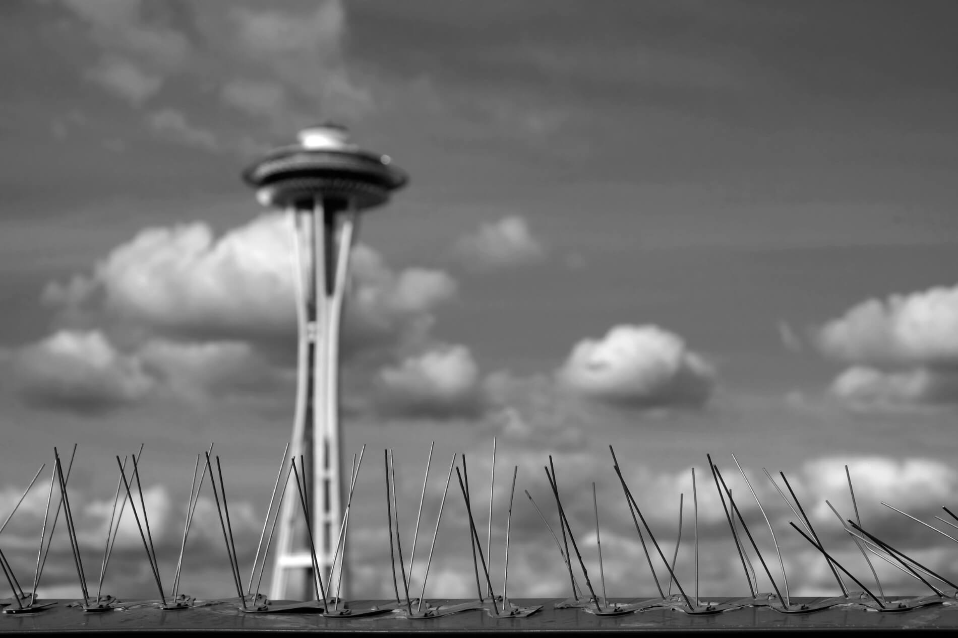 Picture of Town and City Bird Control