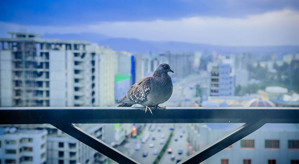 Picture of Town and City Bird Control