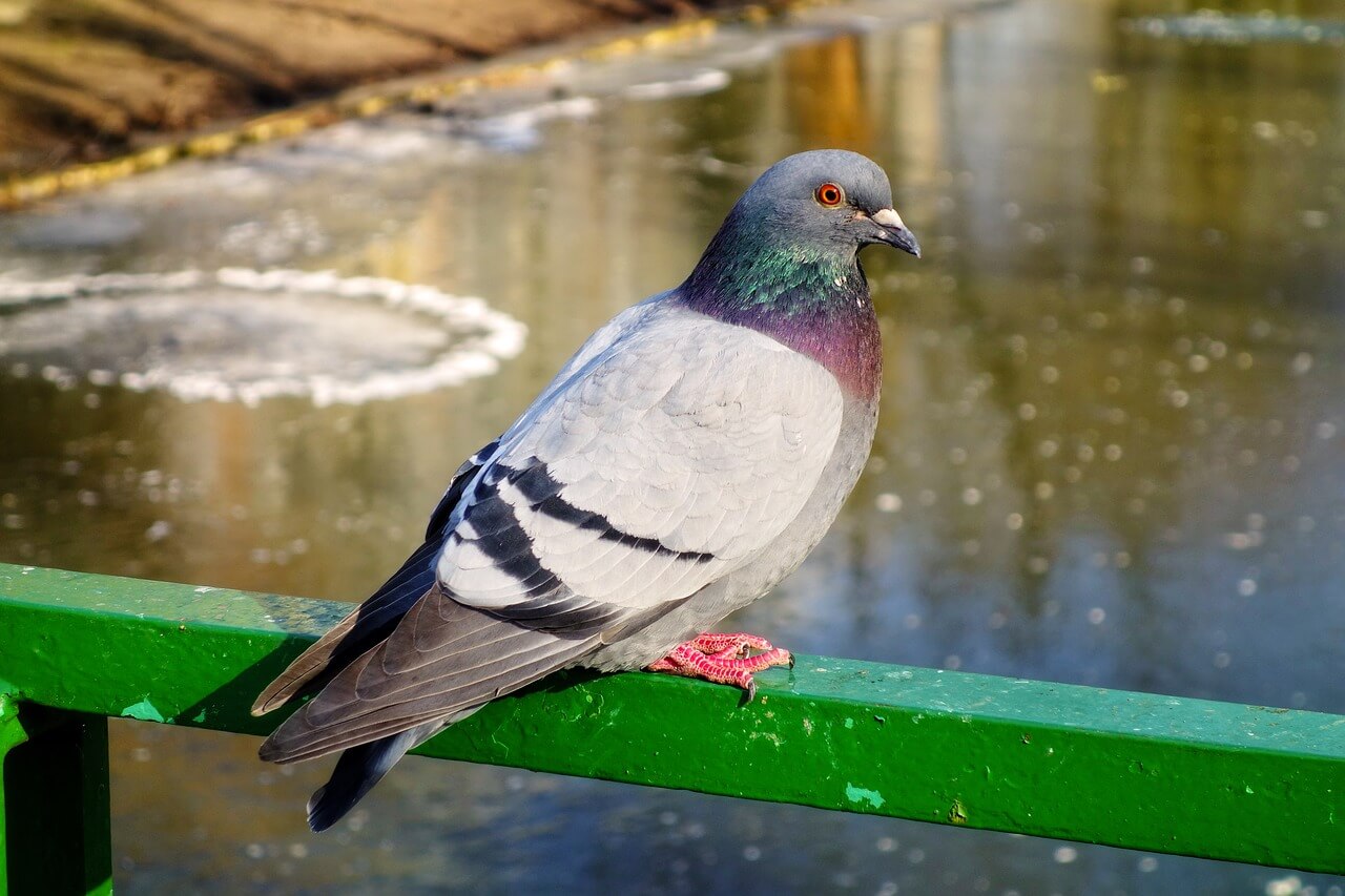 Apex Bird Control are a specialist in bird control services; we cover Reading, Slough, Portsmouth, Southampton and Oxford areas.