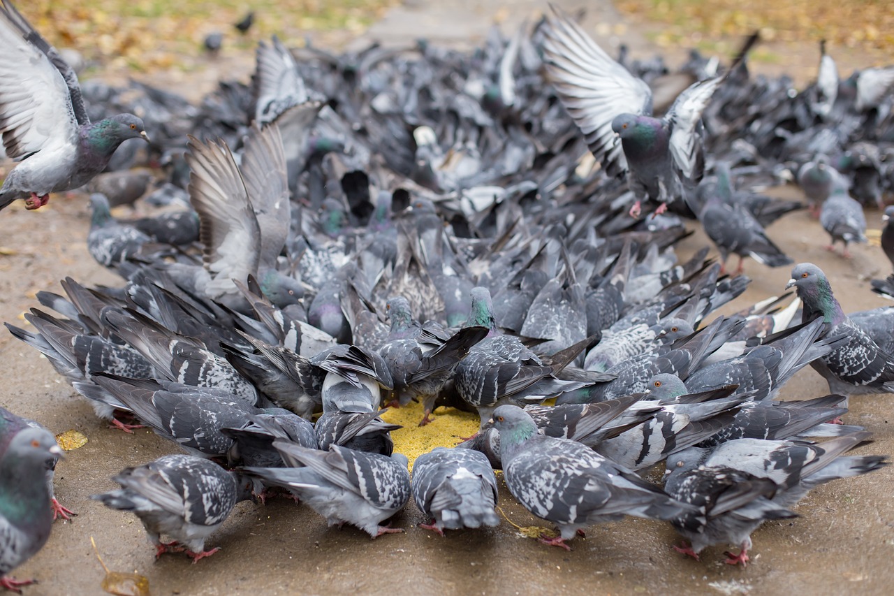 Picture of Town and City Bird Control