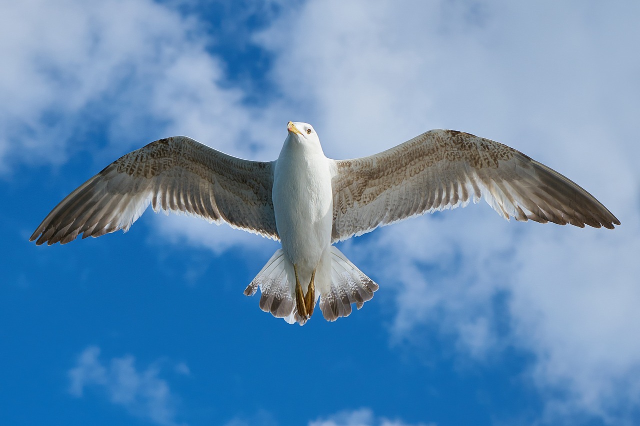 Picture of seagull in flight